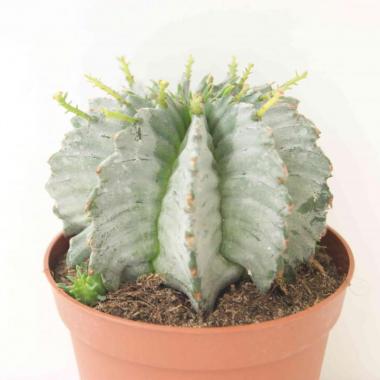 Euphorbia horrida alba